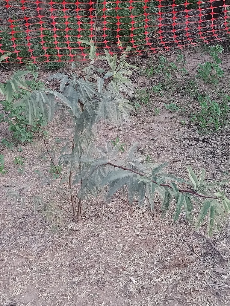 Prosopis Alba