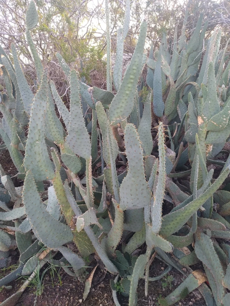 Opuntia Lindheimeri