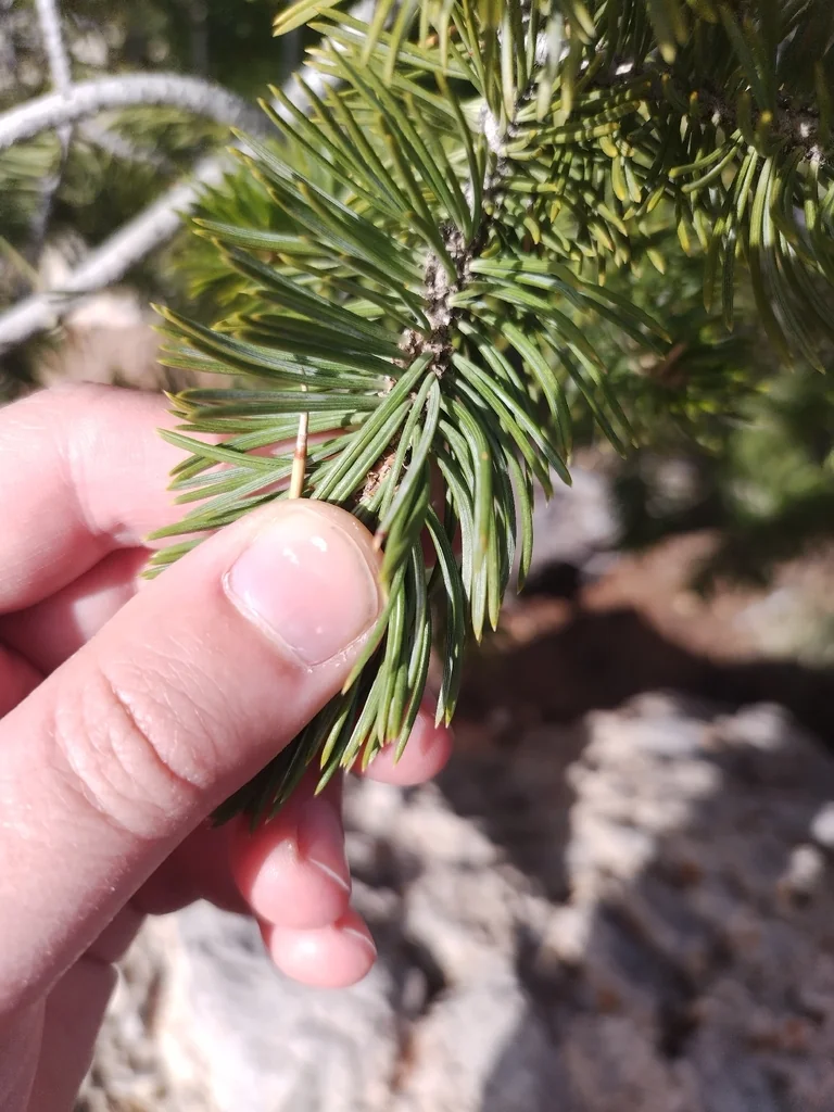 Pinus Edulis