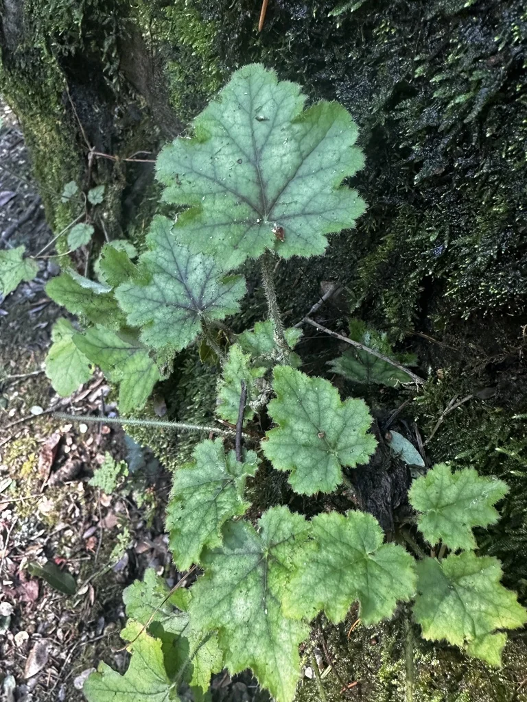 Heuchera Micrantha