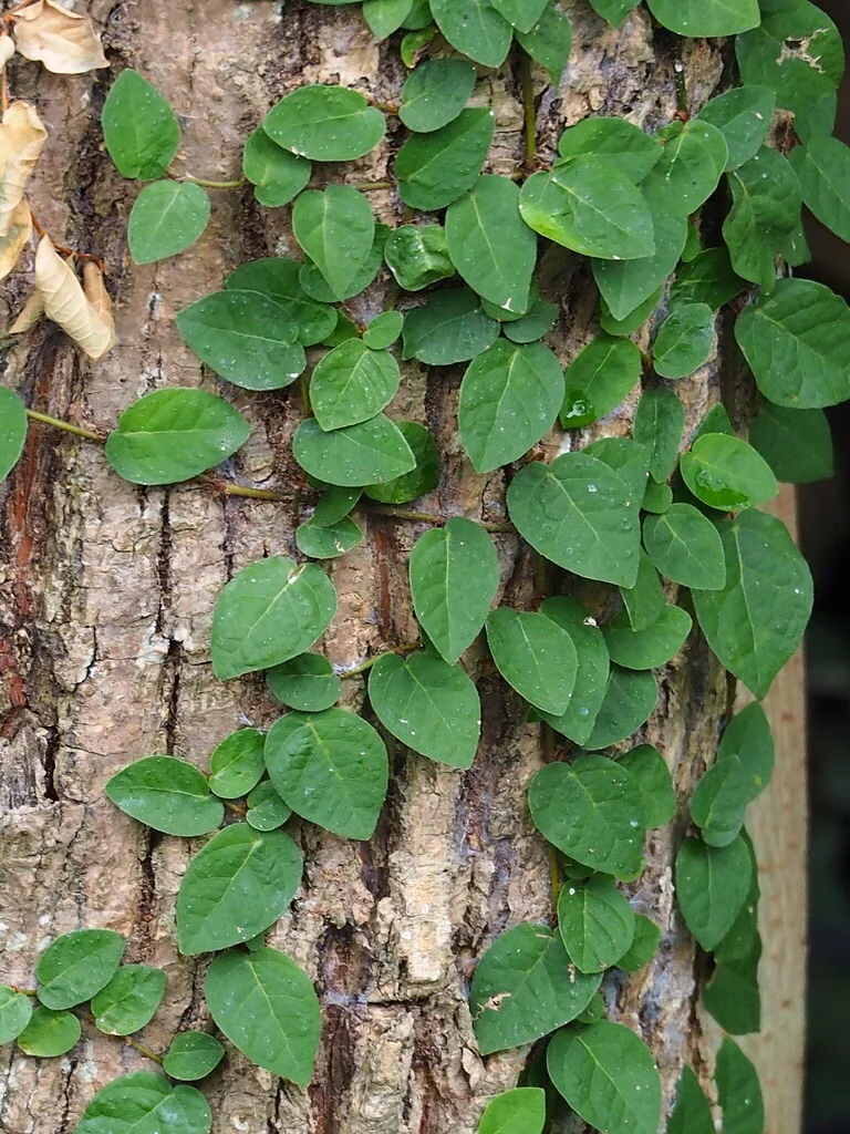 Ficus Pumila