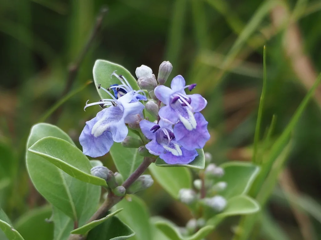 Vitex Rotundifolia