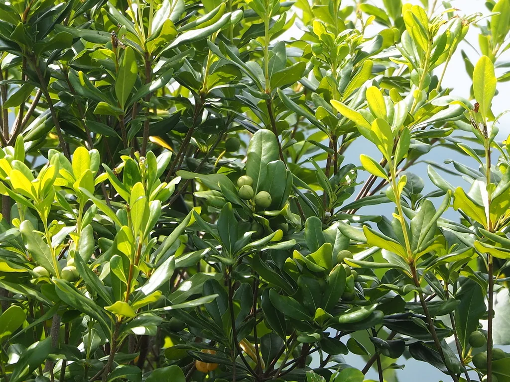 Pittosporum Tobira