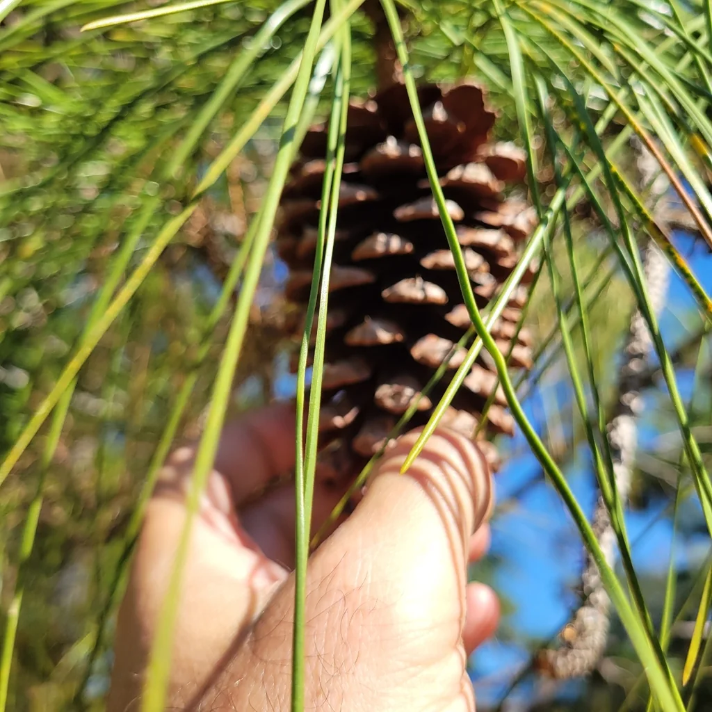 Pinus Elliotii