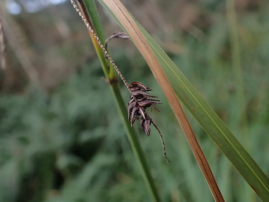 Carex Obnupta
