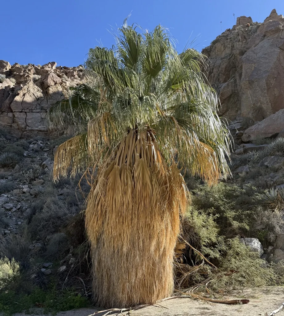 Washingtonia Filifera