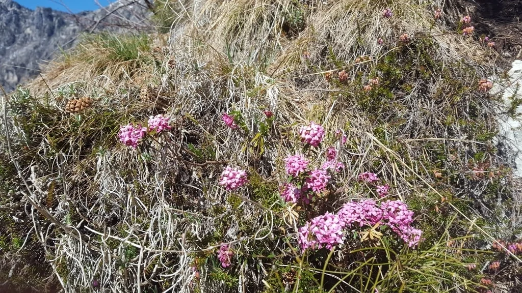 Daphne Cneorum