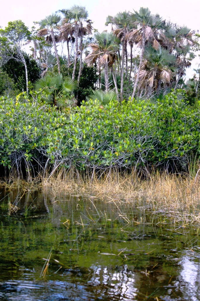 Acoelorrhaphe wrightii