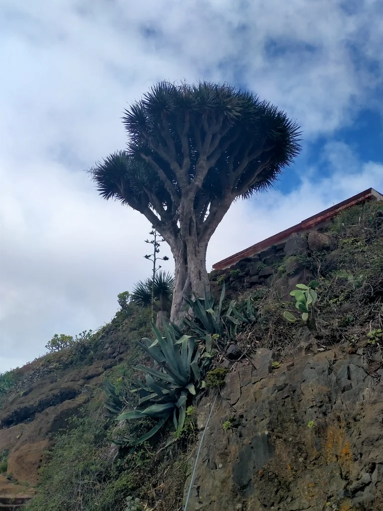 Dracaena Draco