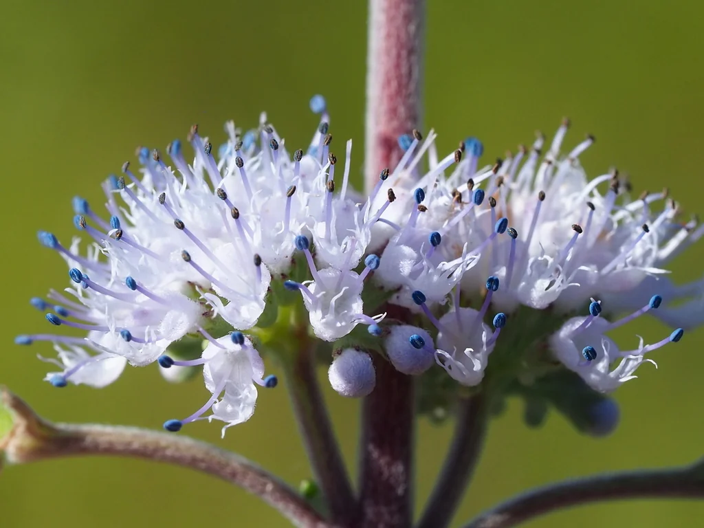 Caryopteris incana