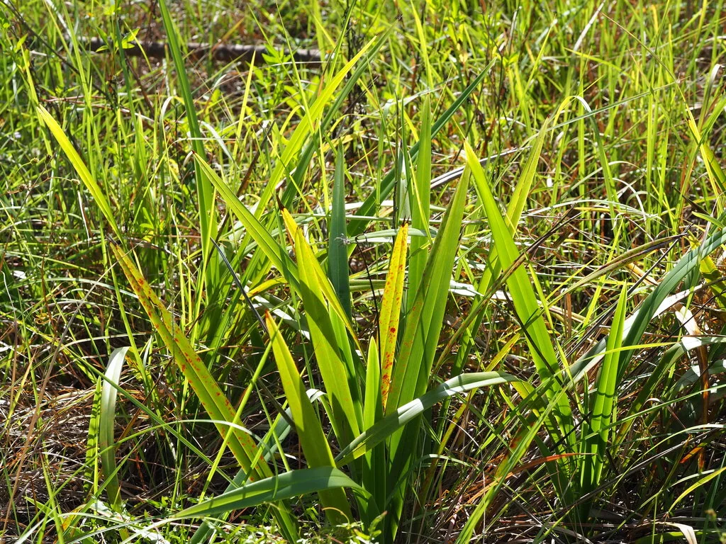 Dianella Ensifolia