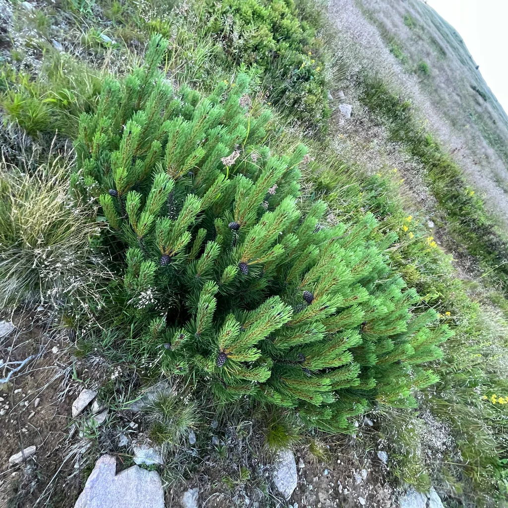 Pinus Mugo Mugo