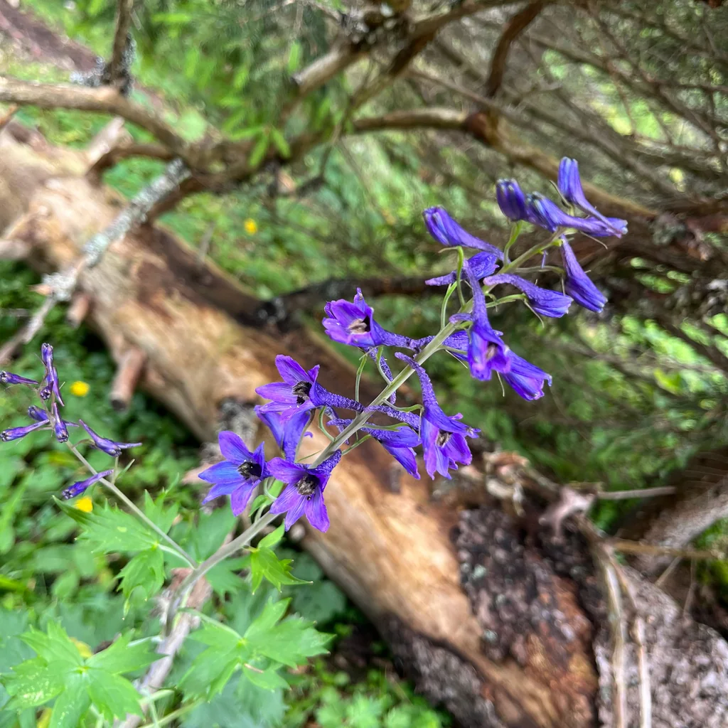 Delphinium Elatum