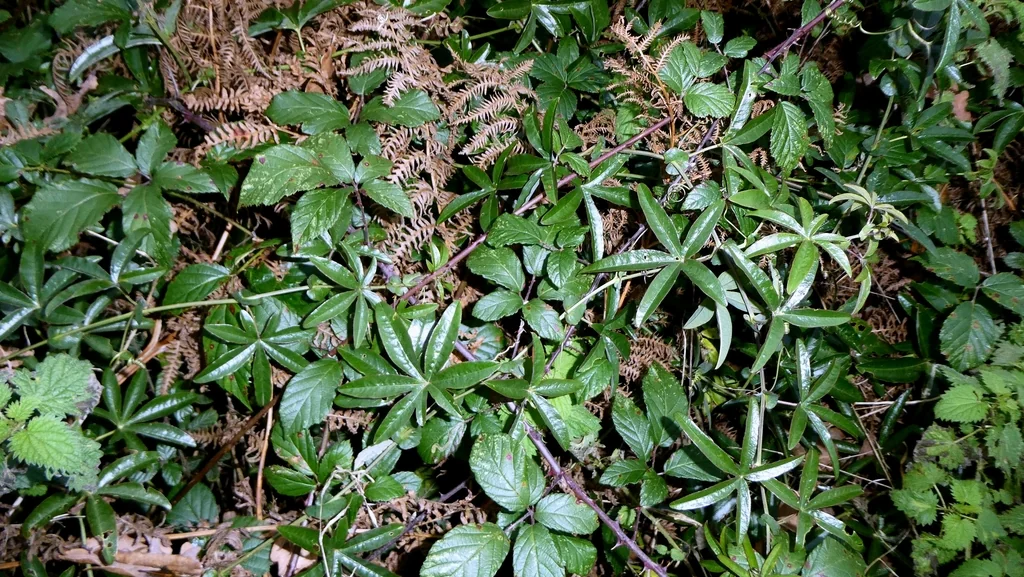 Passiflora Caerulea