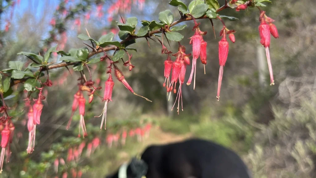 Ribes Speciosum