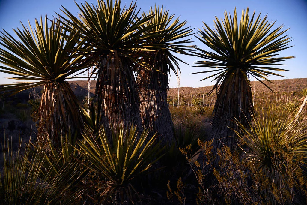 Yucca Faxoniana