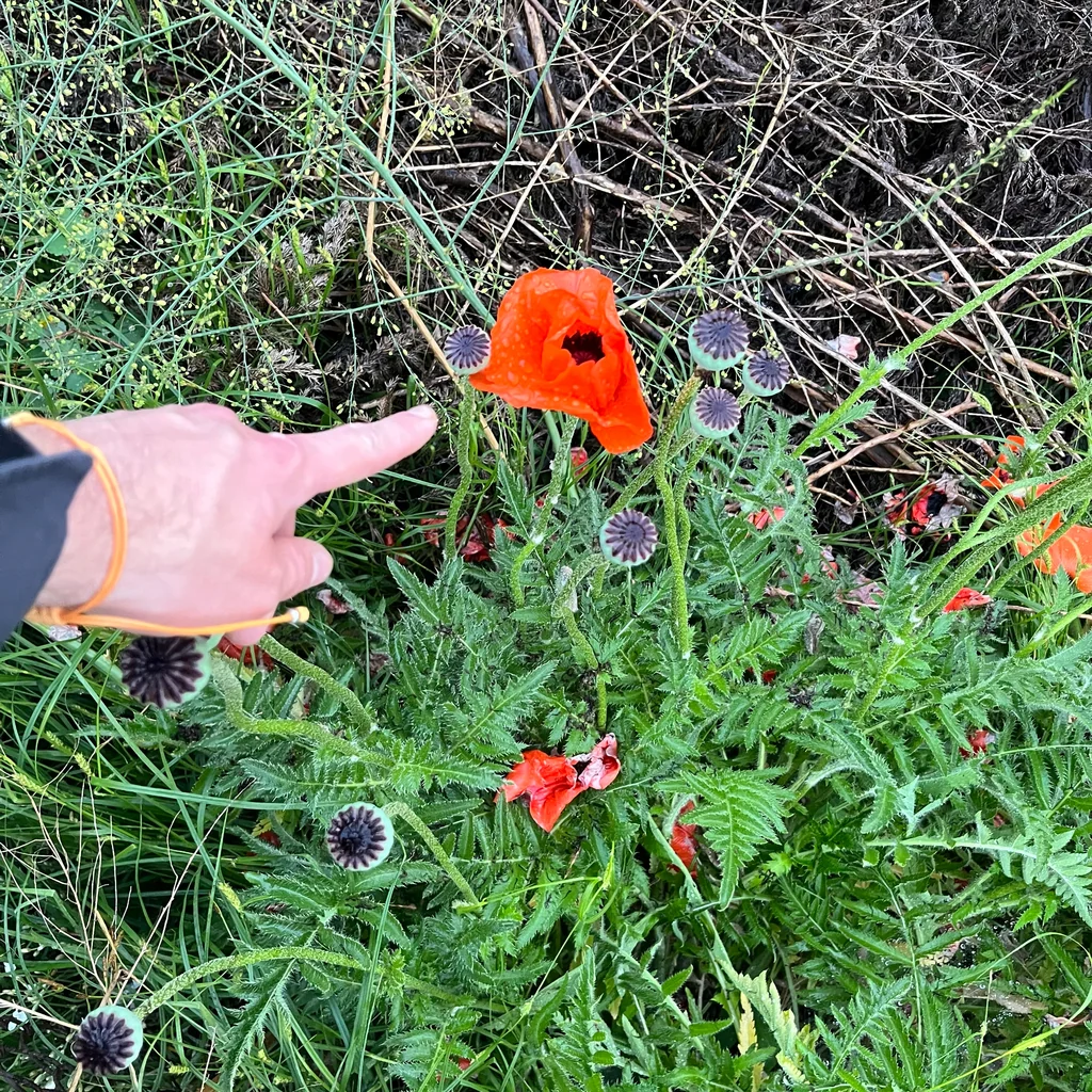 Papaver Orientale