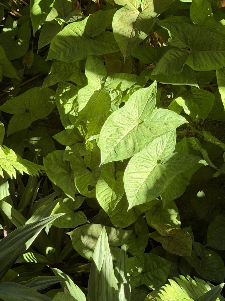 Syngonium podophyllum