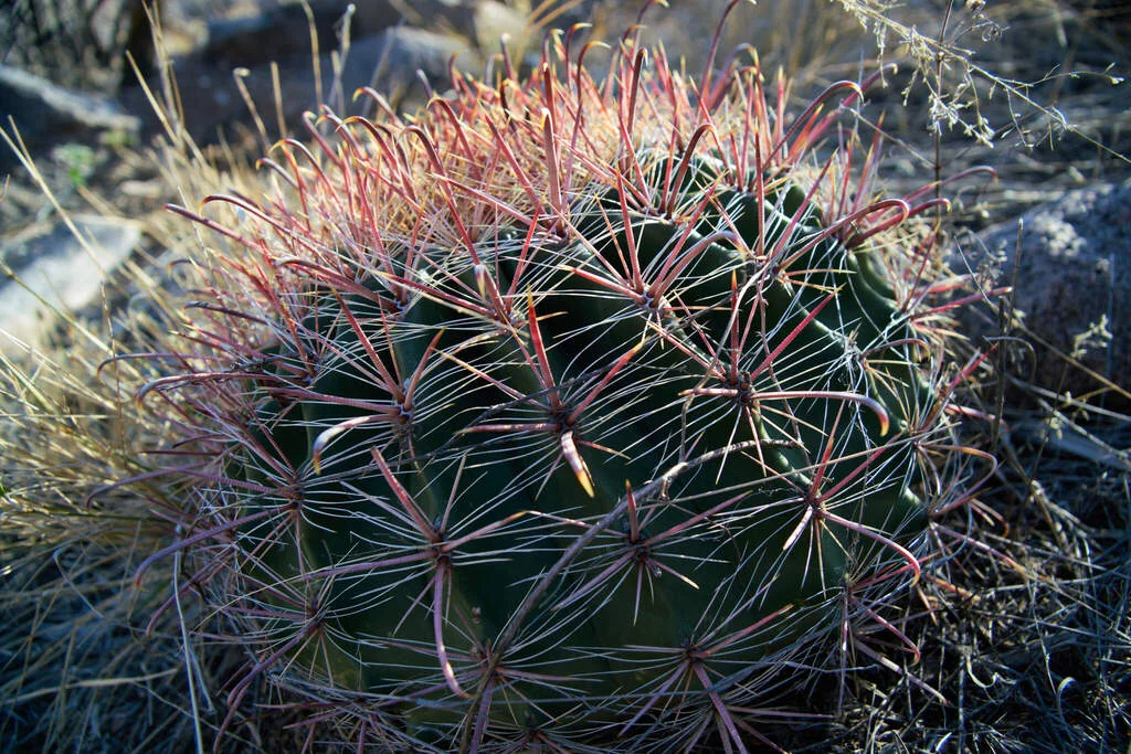 Ferocactus Wislizeni