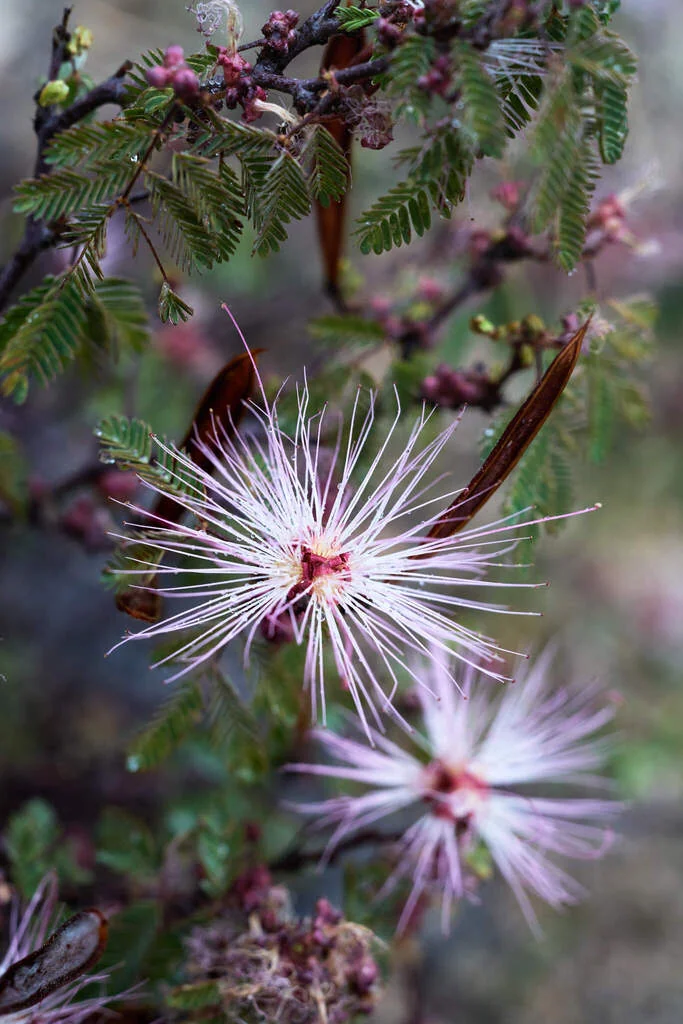 Calliandra Eriophylla