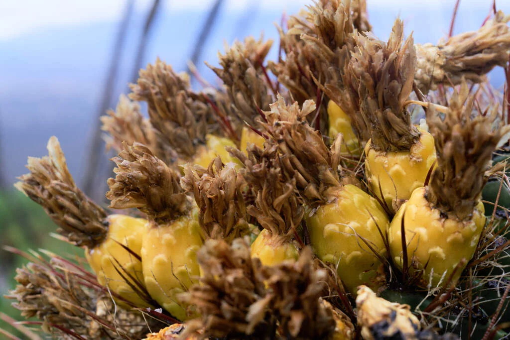 Ferocactus Wislizeni