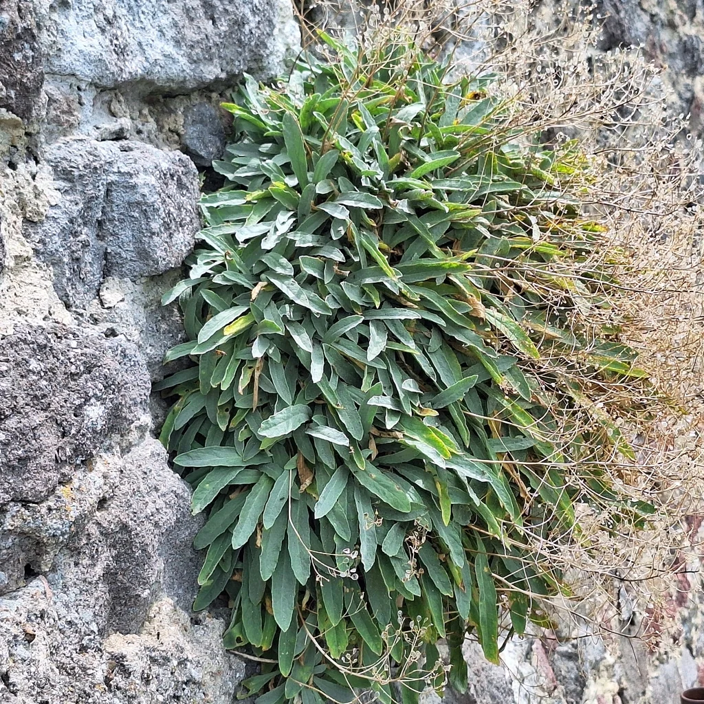 Aurinia Saxatilis