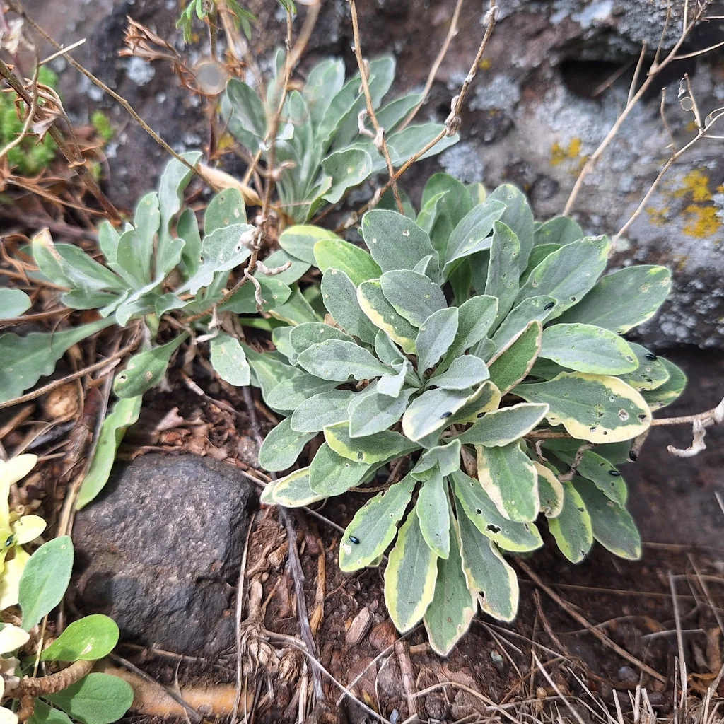 Aurinia Saxatilis