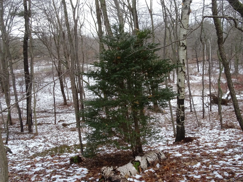 Taxus Cuspidata