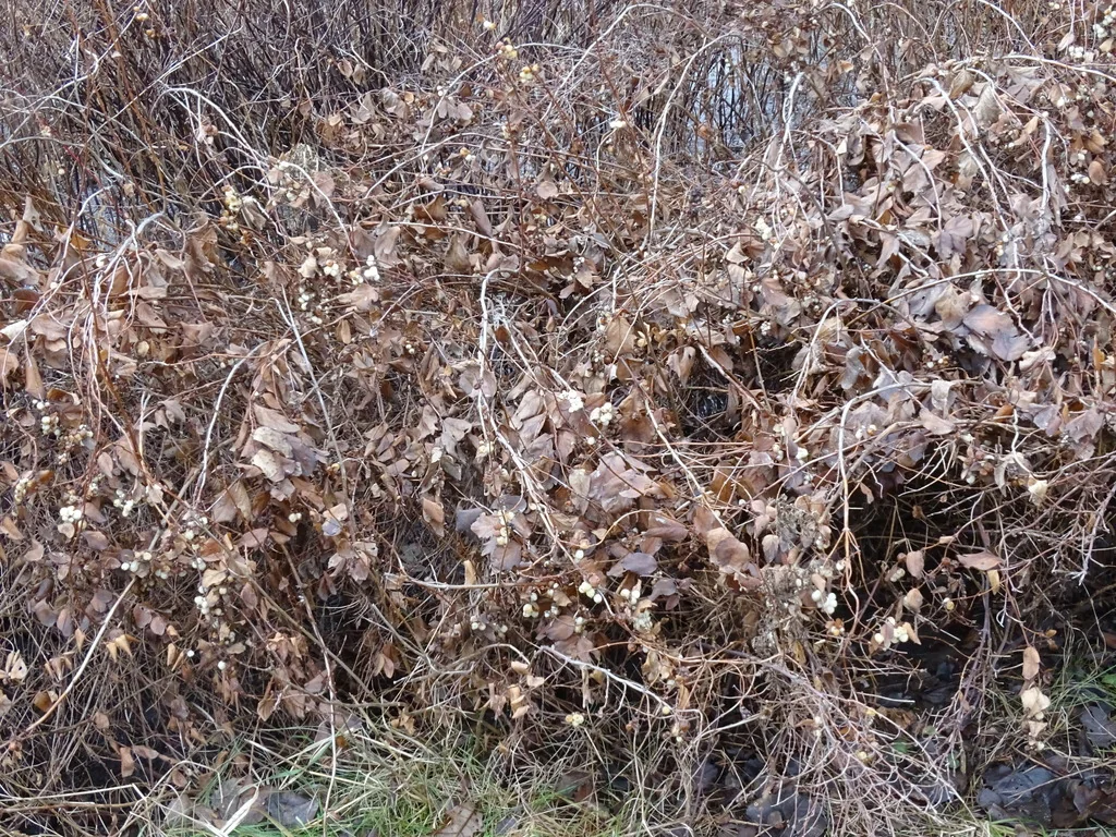 Symphoricarpos Albus Var. Laevigatus