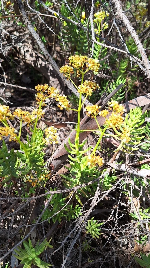Crassula Tetragona