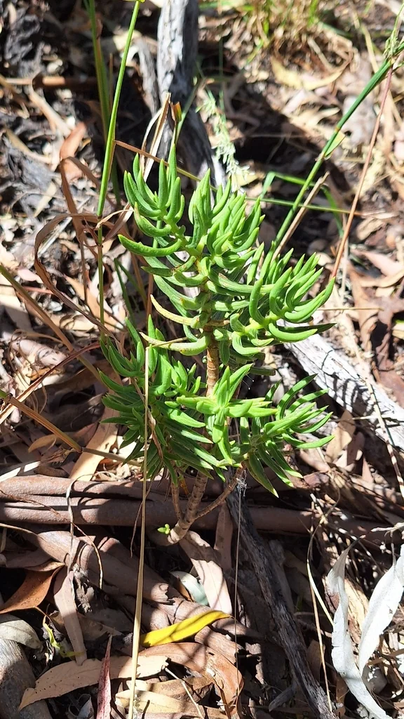 Crassula Tetragona