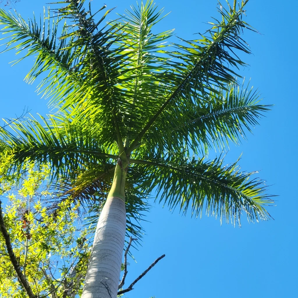 Roystonea Regia