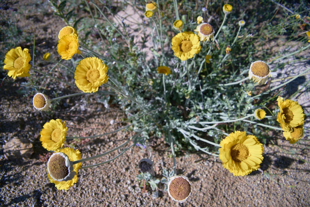 Baileya Multiradiata