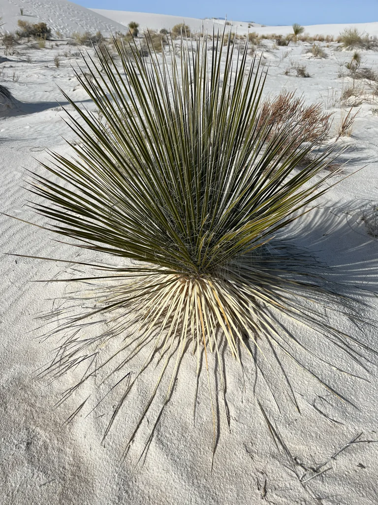 Yucca Elata