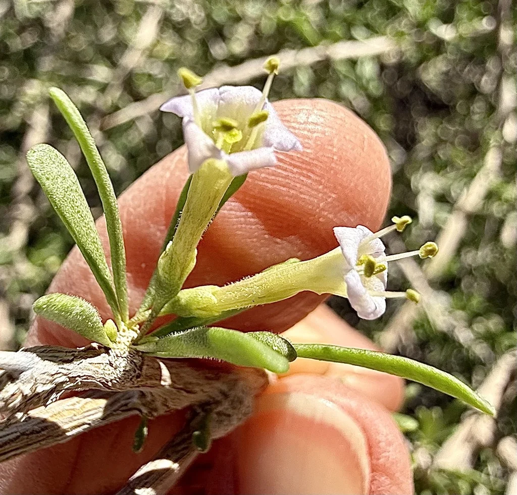 Lycium Andersonii