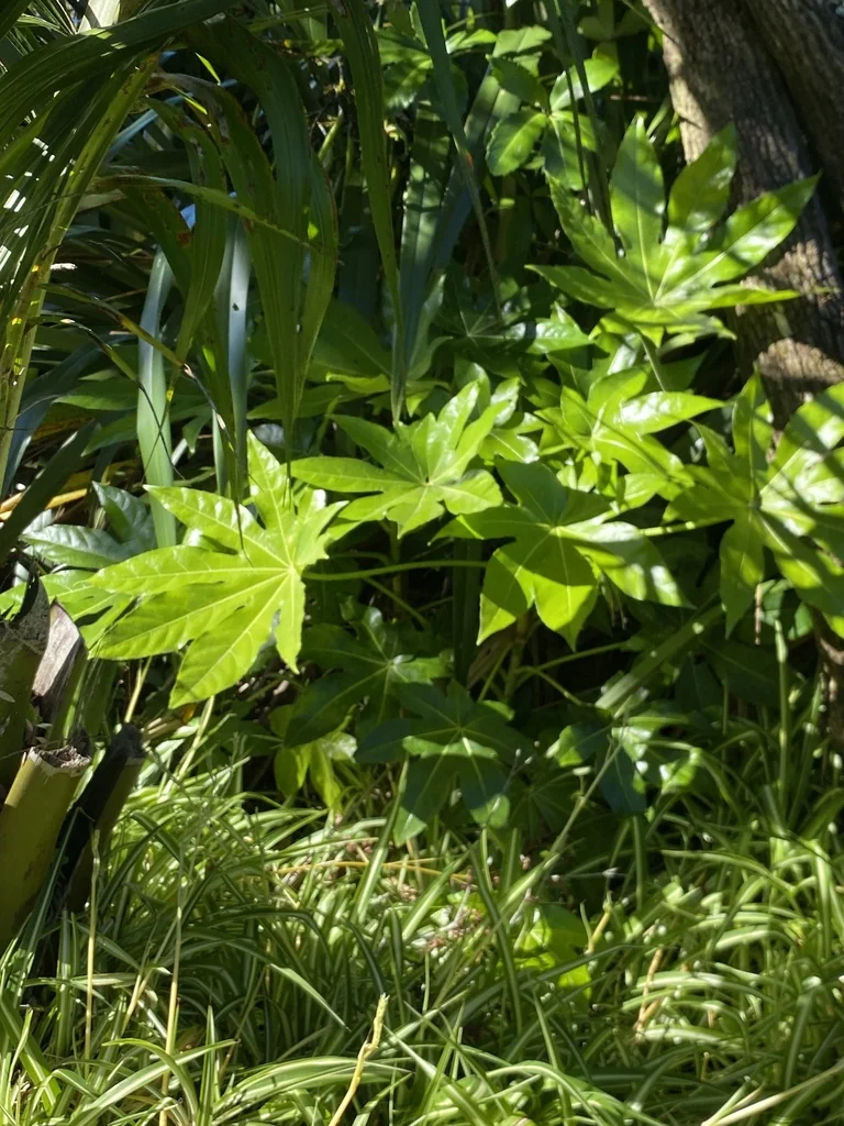 Fatsia Japonica