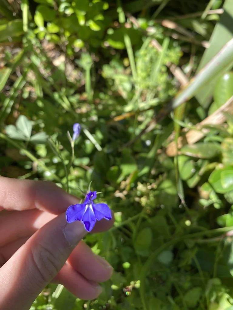 Lobelia erinus