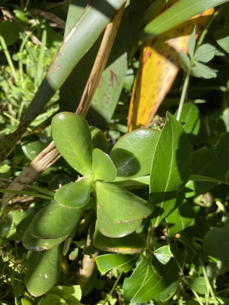 Crassula Ovata