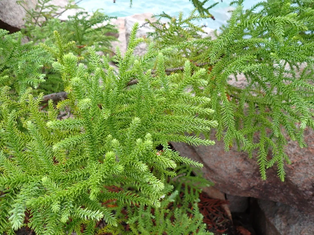 Araucaria Cunninghamii