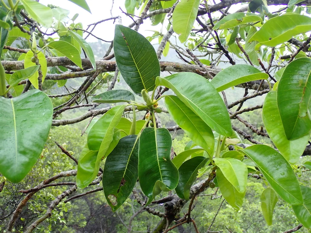 Ficus rubiginosa