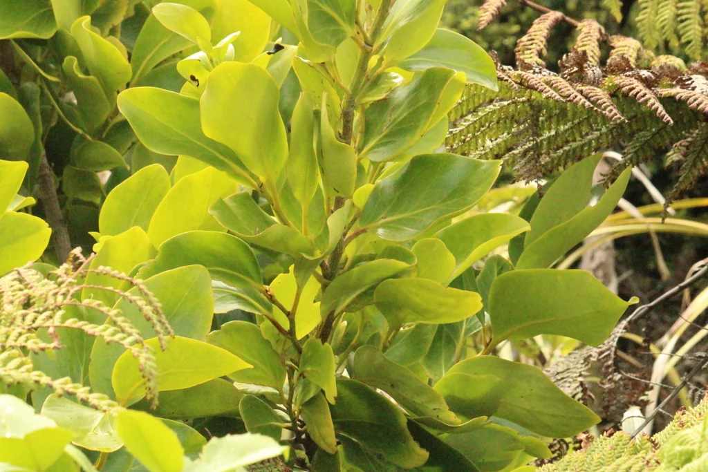 Griselinia Lucida