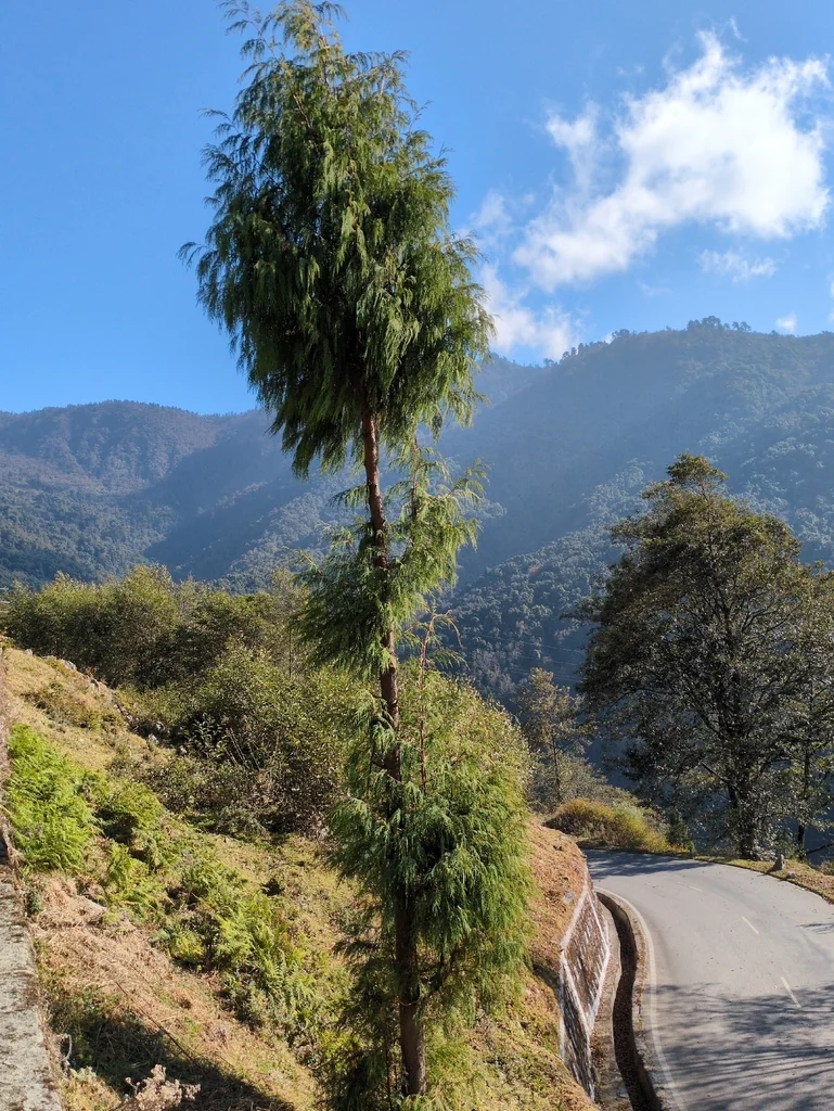 Cupressus Cashmeriana
