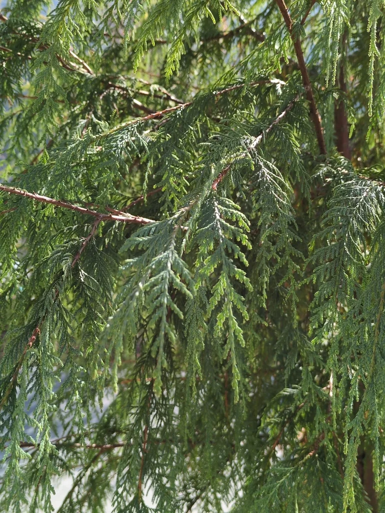 Cupressus Cashmeriana