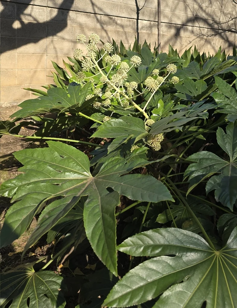 Fatsia Japonica