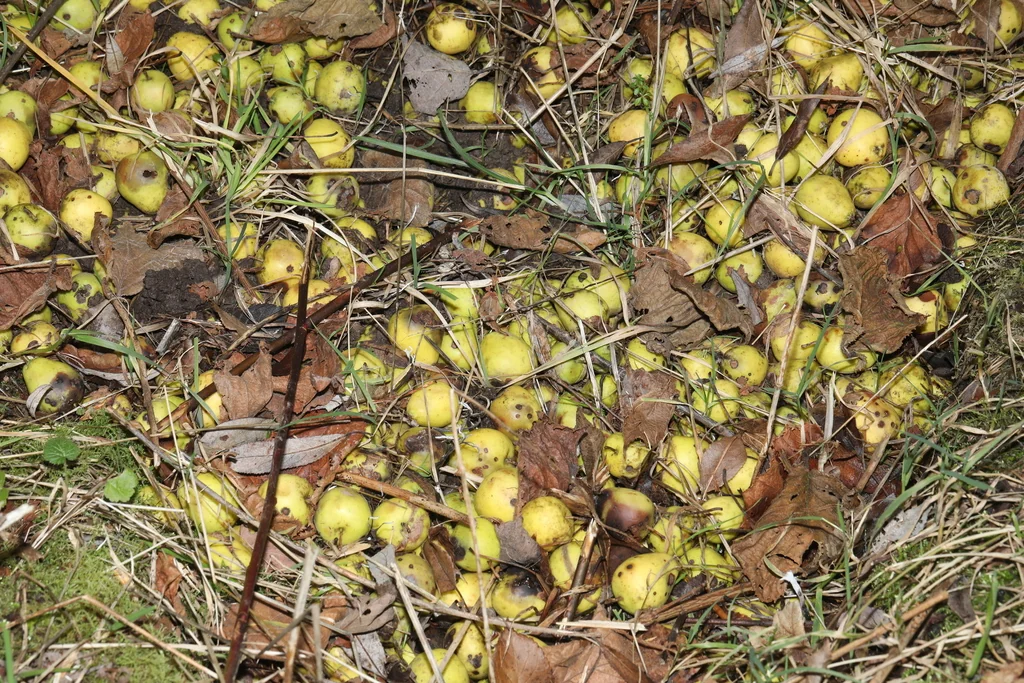 Malus Sylvestris
