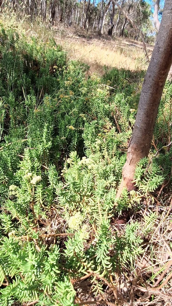 Crassula Tetragona