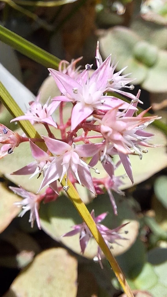 Crassula Multicava