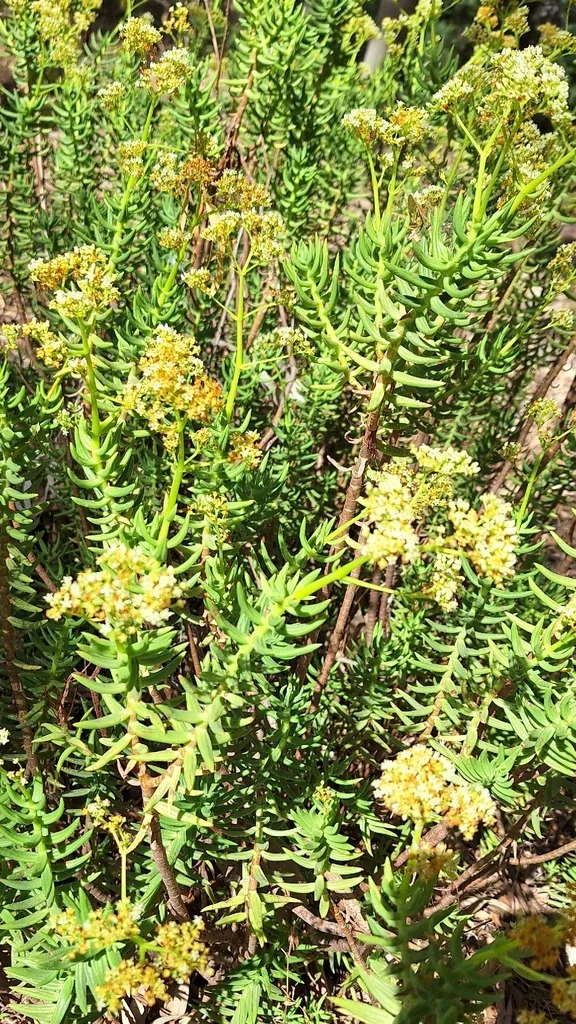 Crassula Tetragona