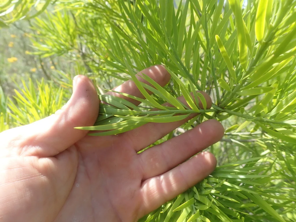 Afrocarpus Falcatus