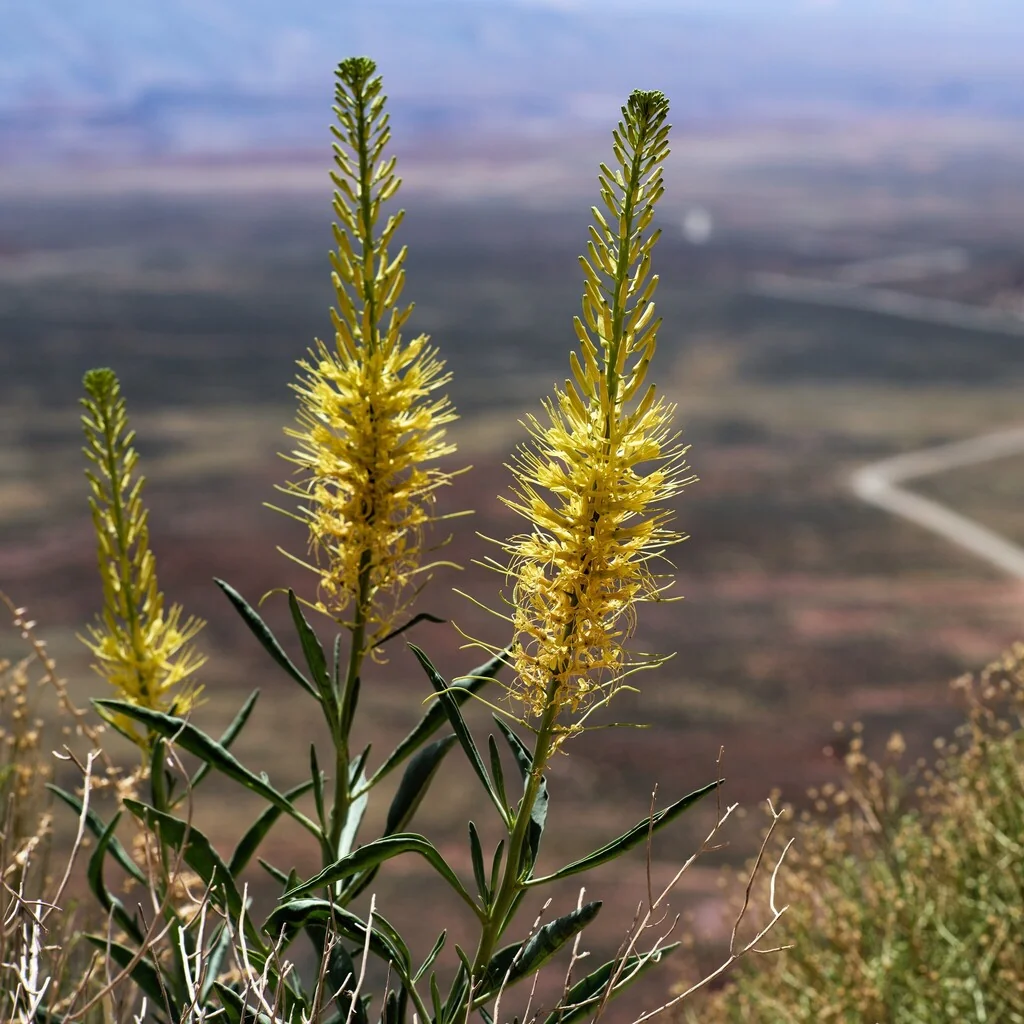 Stanleya Pinnata